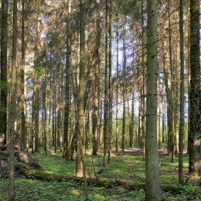 Ukru gārša Ukru gārša