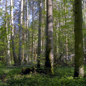 Ukru gārša Ukru gārša