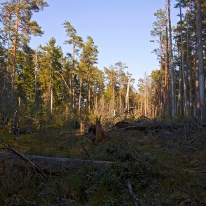 Meža ainava Vasenieku purvā Meža ainava Vasenieku purvā