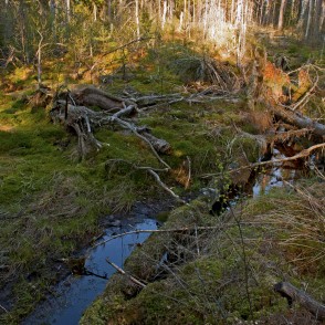 Meža ainava Vasenieku purvā Meža ainava Vasenieku purvā