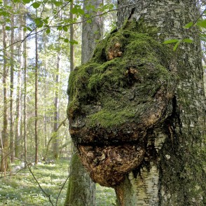 Māzers, Ukru gārša Māzers, Ukru gārša