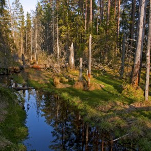 Meža ainava Vasenieku purvā Meža ainava Vasenieku purvā