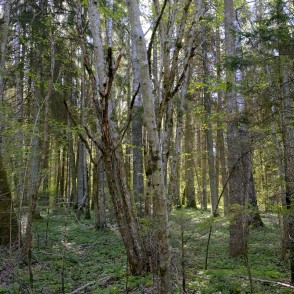 Ukru gārša Ukru gārša