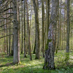 Ukru gārša Ukru gārša