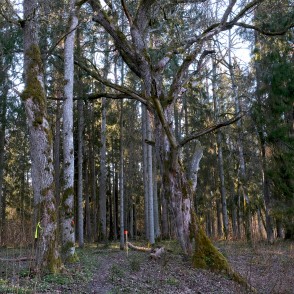 Ejot pa Ugāles dabas taku Ejot pa Ugāles dabas taku
