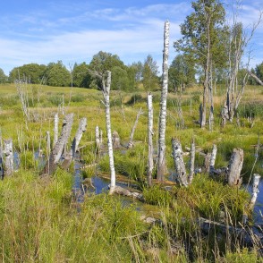 Gaujas sākuma apkārtne pie Ārnītes Gaujas sākuma apkārtne pie Ārnītes