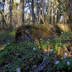 Ugāles pilskalna pavasara ainava Ugāles pilskalna pavasara ainava
