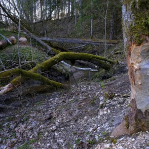 Bebru grauzumi Bebru grauzumi