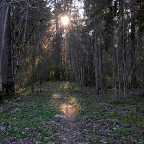 Saules atspīdēta meža taka Saules atspīdēta meža taka