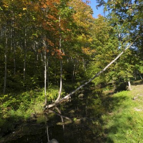 Vilces grava pie tiltiņa uz Barona taku Vilces grava pie tiltiņa uz Barona taku