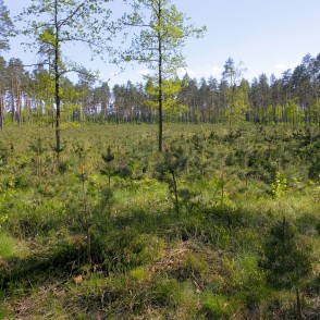 Priežu jaunaudze Medema purva takā Priežu jaunaudze Medema purva takā