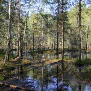 Slapjš mežs, Medema purva taka Slapjš mežs, Medema purva taka