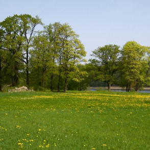 Ozoli pie Sasmakas ezera Ozoli pie Sasmakas ezera