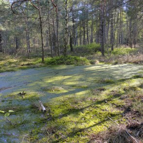 Purvains mežs, Medema purva taka Purvains mežs, Medema purva taka