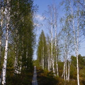 Bērzi Vasenieku purvā Bērzi Vasenieku purvā