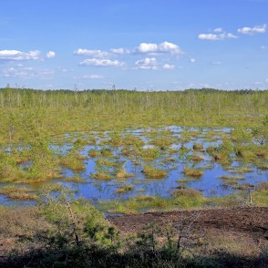 Medema purva ainava Medema purva ainava
