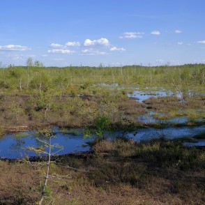 Medema purva ainava Medema purva ainava