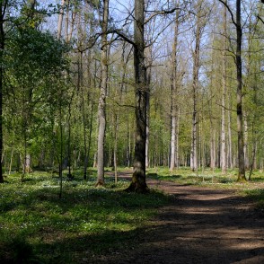 Langervaldes mežs pavasarī Langervaldes mežs pavasarī