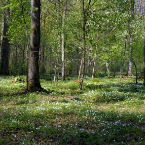 Balto vizbulīšu paklājs Langervaldes mežā Balto vizbulīšu paklājs Langervaldes mežā