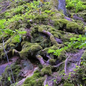 Koku saknes uz smilšakmens atsegumiem Koku saknes uz smilšakmens atsegumiem
