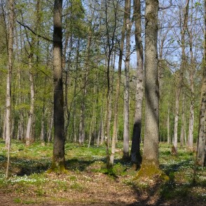 Langervaldes mežs 100. kavartālā - intensīvās rekreācijas zonā Langervaldes mežs 100. kavartālā - intensīvās rekreācijas zonā