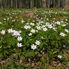Balto vizbuļu klājs Langervaldes mežā Balto vizbuļu klājs Langervaldes mežā