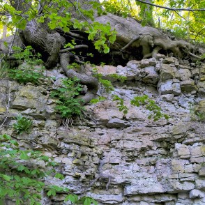 Dolomīta atsegumi Dievdārziņa dabas takā (Iecava) Dolomīta atsegumi Dievdārziņa dabas takā (Iecava)