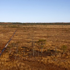 Vasenieku purva rudens ainava Vasenieku purva rudens ainava