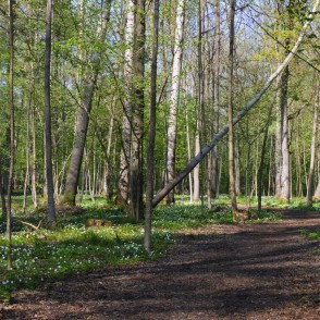 Langervaldes meža taka pavasarī Langervaldes meža taka pavasarī