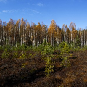 Vasenieku purva rudens panorāma Vasenieku purva rudens panorāma
