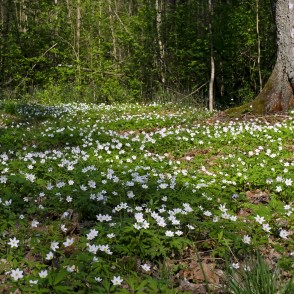 Balto vizbulīšu ziedēšana Langervaldes mežā Balto vizbulīšu ziedēšana Langervaldes mežā