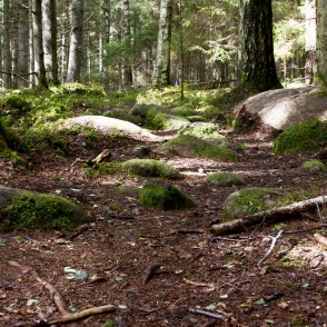 Dabas piemineklis "Kaltenes Kalvas" Dabas piemineklis "Kaltenes Kalvas"