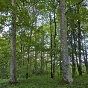 Popes muižas parks Popes muižas parks