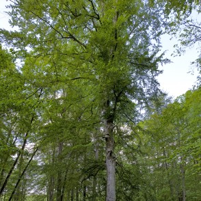 Dižskābardis Popes muižas parkā Dižskābardis Popes muižas parkā