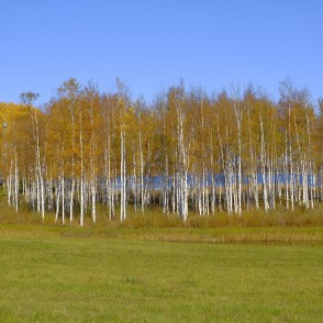 Bērzi pie Alauksta ezera rudenī Bērzi pie Alauksta ezera rudenī