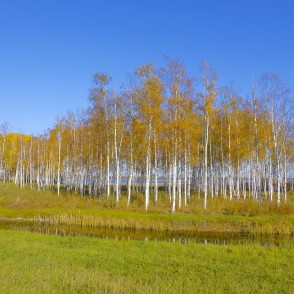 Bērzu birzs rudenī pie Alauksta ezera Bērzu birzs rudenī pie Alauksta ezera