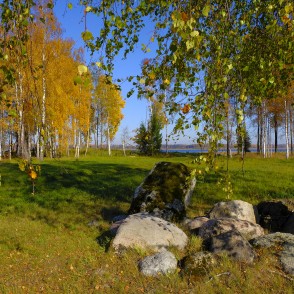 Rudens ainava ar bērziem un akmeņiem Rudens ainava ar bērziem un akmeņiem
