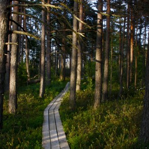 Vasenieku purva takas ainava Vasenieku purva takas ainava