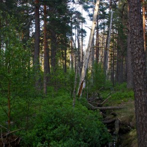 Vasenieku purva takas meža ainava Vasenieku purva takas meža ainava
