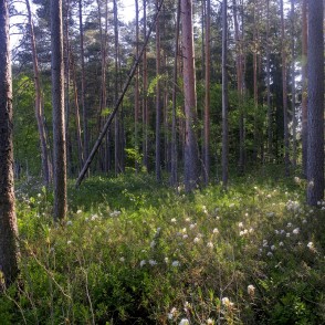 Ejot pa Lejas ezera taku Ejot pa Lejas ezera taku