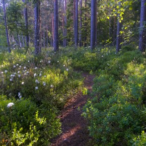 Lejas ezera taka Lejas ezera taka