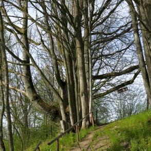 Ejot pa Satiķu dabas taku Ejot pa Satiķu dabas taku