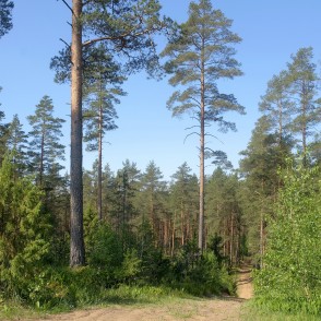 Zvirgzdes kāpa Zvirgzdes kāpa