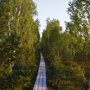 Bērzi Vasenieku purva takā Bērzi Vasenieku purva takā