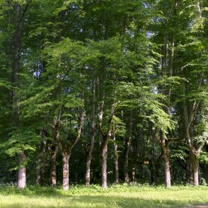 Lindes parka cirptās liepas Lindes parka cirptās liepas