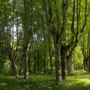 Lindes parka cirptās liepas Lindes parka cirptās liepas