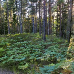 Meža ainava Meža ainava