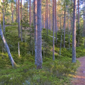 Meža taka Meža taka