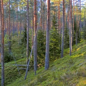 Mežs skatoties no kangara virsotnes Mežs skatoties no kangara virsotnes