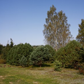 Kalsnavas arborētuma ainava Kalsnavas arborētuma ainava